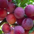 Descrierea soiului de prune Starter, polenizatori, cultivare și îngrijire
