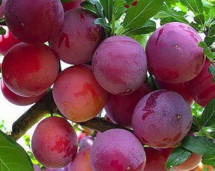 Description of the plum variety Starter, pollinators, cultivation and care