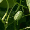 Beskrivning av den afrikanska melotria gurksorten, dess egenskaper, egenskaper och odlingsregler
