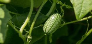 Description of the African Melotria cucumber variety, its features, properties and growing rules