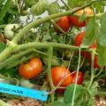 Les variétés de tomates les meilleures et les plus productives pour la voie du milieu en plein champ et en serre