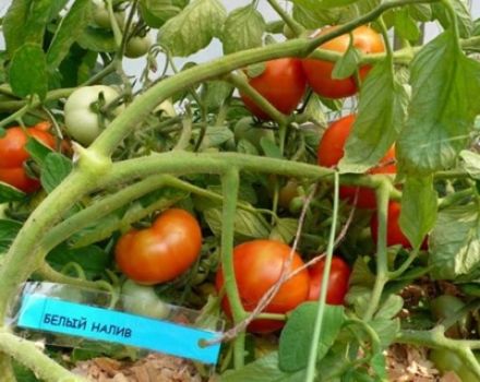 Najlepšie a najproduktívnejšie odrody paradajok pre stredný pruh v otvorenom poli a skleníkoch