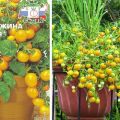 Popis odrůdy rajčat Perleťově žlutá a pěstitelské znaky