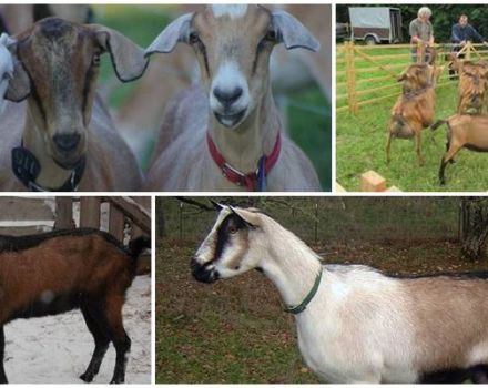 Beskrivelse af racen og karakteristika ved tyske brogede geder, pleje og hvor man kan købe
