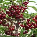 Egenskaper av Turgenevka körsbärsorten, beskrivning av plantering och vård och pollinatorer