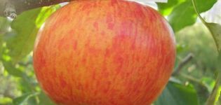 Beskrivning av Celestes äppelsort och sjukdomsresistens, vinterhårdhet