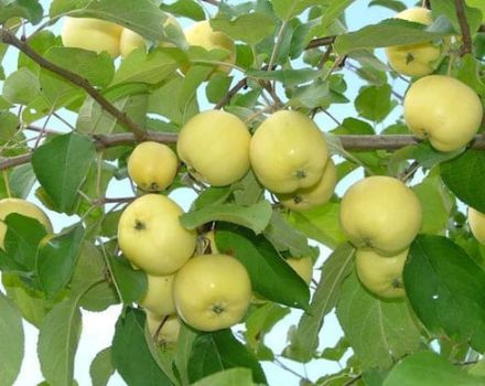Obuolių veislės „Ural Nalivnoe“ aprašymas ir savybės, atsparumas šalčiui ir auginimo ypatybės