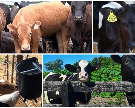 Perché i vitelli rosicchiano le assi e cosa manca, la prevenzione
