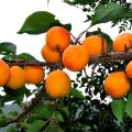 Description of the Tsarsky apricot variety, characteristics of frost resistance, planting and care