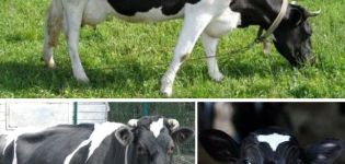 Опис и карактеристике крава пасмине Иарославл, њихове предности и недостатке