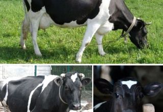 Popis a charakteristika krav Jaroslavského plemene, jejich výhody a nevýhody