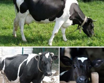 Beschrijving en kenmerken van koeien van het Yaroslavl-ras, hun voor- en nadelen