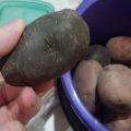 Descrizione delle varietà di patate nere, caratteristiche di coltivazione e cura