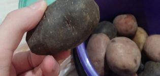 Opis odrôd čiernych zemiakov, znaky pestovania a starostlivosti