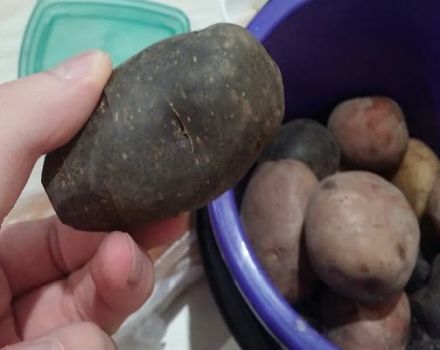 Melno kartupeļu šķirņu apraksts, audzēšanas un kopšanas iezīmes