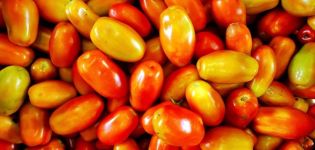 Beskrivning av tomatsorten Irene, funktioner för odling och vård