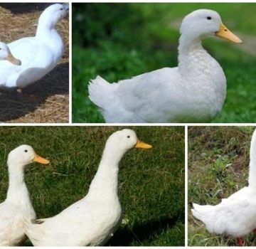 Paglalarawan at mga katangian ng mga Blagovar breed duck, mga kondisyon ng pagpigil