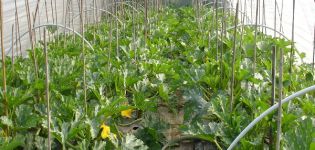 Ako pestovať cukety a starať sa o nich v skleníku z polykarbonátu