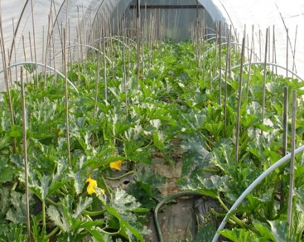 Hur man odlar och tar hand om courgetter i ett polykarbonat växthus