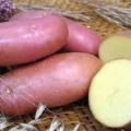 Descripció de la varietat de patates Krasavchik, característiques de cultiu i cura