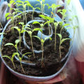 Kaip sodinti ir auginti pomidorus sraigėje daigams