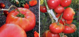 Beschrijving van de tomatenvariëteit Lopatinsky en zijn kenmerken