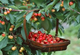 Vyšnių veislės „Fatezh“ aprašymas, priežiūra ir apdulkinimas, sodinimo vietos pasirinkimas
