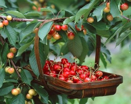 Description de la variété de cerisier Fatezh, soins et pollinisation, choix du site de plantation