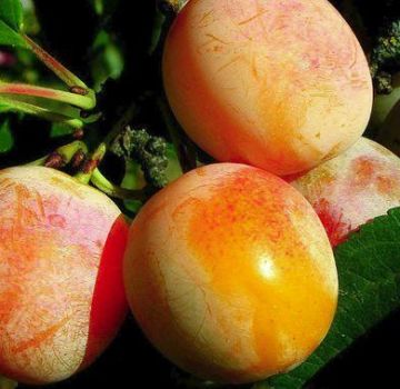 Popis odrůdy švestek Medovaya, technologie výsadby, péče a prořezávání, opylovače