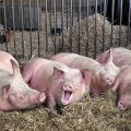 L’agent causant i causes de sarna en porcs, símptomes i mètodes de tractament