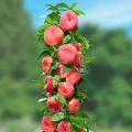 Beskrivning av sorter av kolonnformade persikor, deras plantering och skötsel, regler för jordbruksteknik