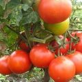 Nejlepší, plodné odrůdy rajčat pro severní regiony na otevřeném poli a ve sklenících