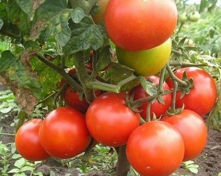 De bästa fruktbara tomaterna för de norra regionerna i det öppna fältet och växthus