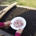 Piantare, coltivare e prendersi cura dell'aglio primaverile in campo aperto, se è necessario legare e quando