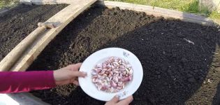 Plantar, cultivar y cuidar el ajo de primavera en campo abierto, si es necesario atar y cuándo