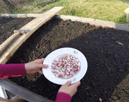 Plantar, cultivar y cuidar el ajo de primavera en campo abierto, si es necesario atar y cuándo