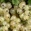 Användbara egenskaper och kontraindikationer av vit vinbär för människors hälsa