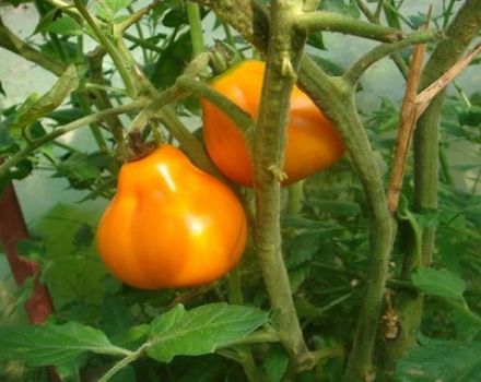 Pomidorų veislės Lempa (svogūninė, Aladdino lempa) charakteristikos ir aprašymas