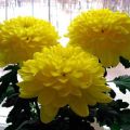 Prečo chryzantémy kvitnú vonku, ako urýchliť proces