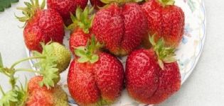 Beskrivning och egenskaper hos Bohema jordgubbar, plantering och skötsel