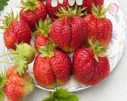 Descripción y características de las fresas de Bohema, plantación y cuidado.