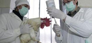 Description of broiler diseases and causes, symptoms and treatment methods