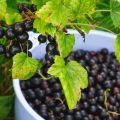 Beskrivning och egenskaper hos svarta vinbärsorter Perun, plantering och skötsel