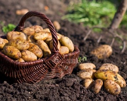 Beskrivning av potatisorten Zorachka, funktioner för odling och vård