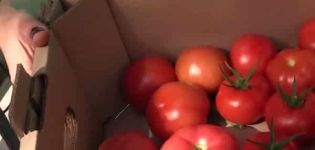 Beskrivning av tomatsorten Minister, dess egenskaper och utbyte