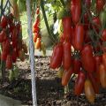 Egenskaber og beskrivelse af Zhigalo-tomatsorten, dens udbytte