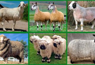 Le sfumature dell'allevamento di pecore di razze da carne, la velocità con cui crescono e le regole di alimentazione
