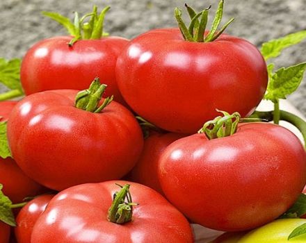 Beskrivning av tomatsorten Swat f1, dess egenskaper och utbyte