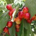 Caratteristiche e descrizione delle ciliegie dolci della varietà Napoleon, semina e cura