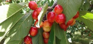 Charakteristika a popis třešní třešně odrůdy Napoleon, výsadba a péče